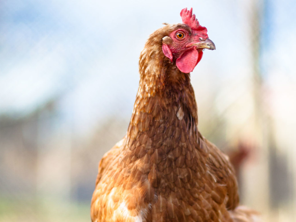 Из-за птичьего гриппа Беларусь отказалась от куриного мяса из Винницкой области