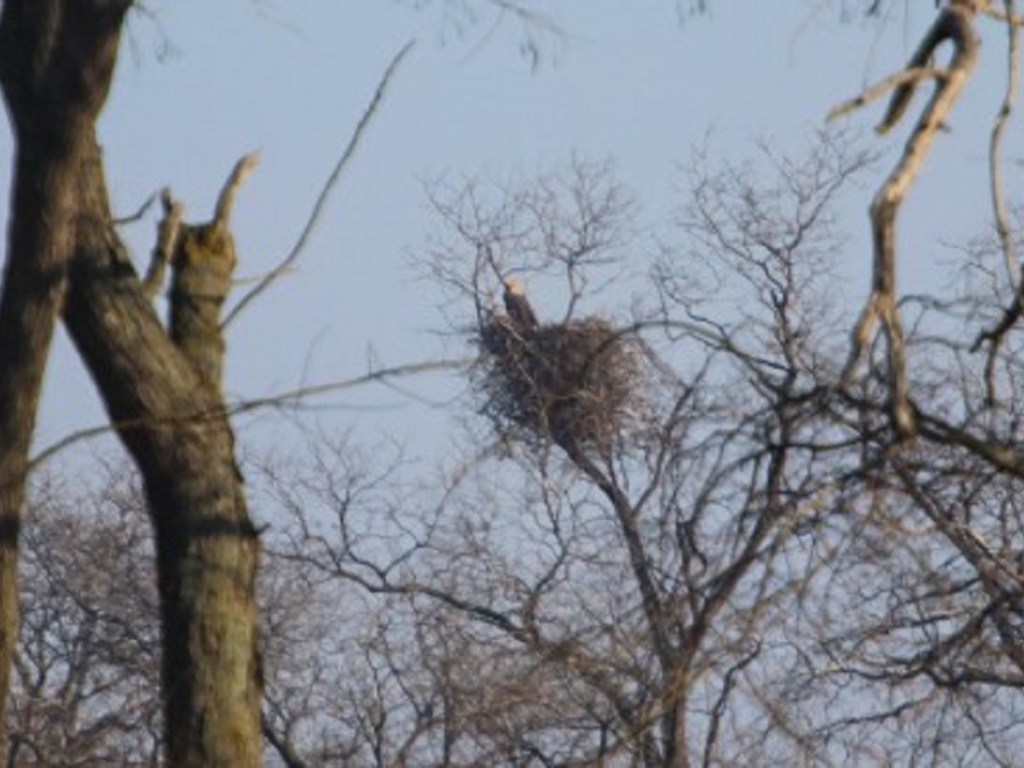 Из-за аномально теплой зимы в Одесской области птицы начали вить гнезда (ВИДЕО)