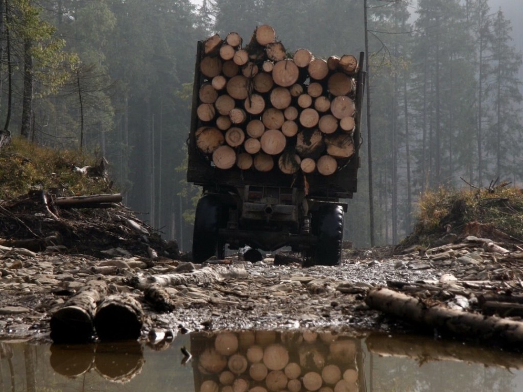 На Харьковщине лесники вырубили леса на 17 миллионов гривен