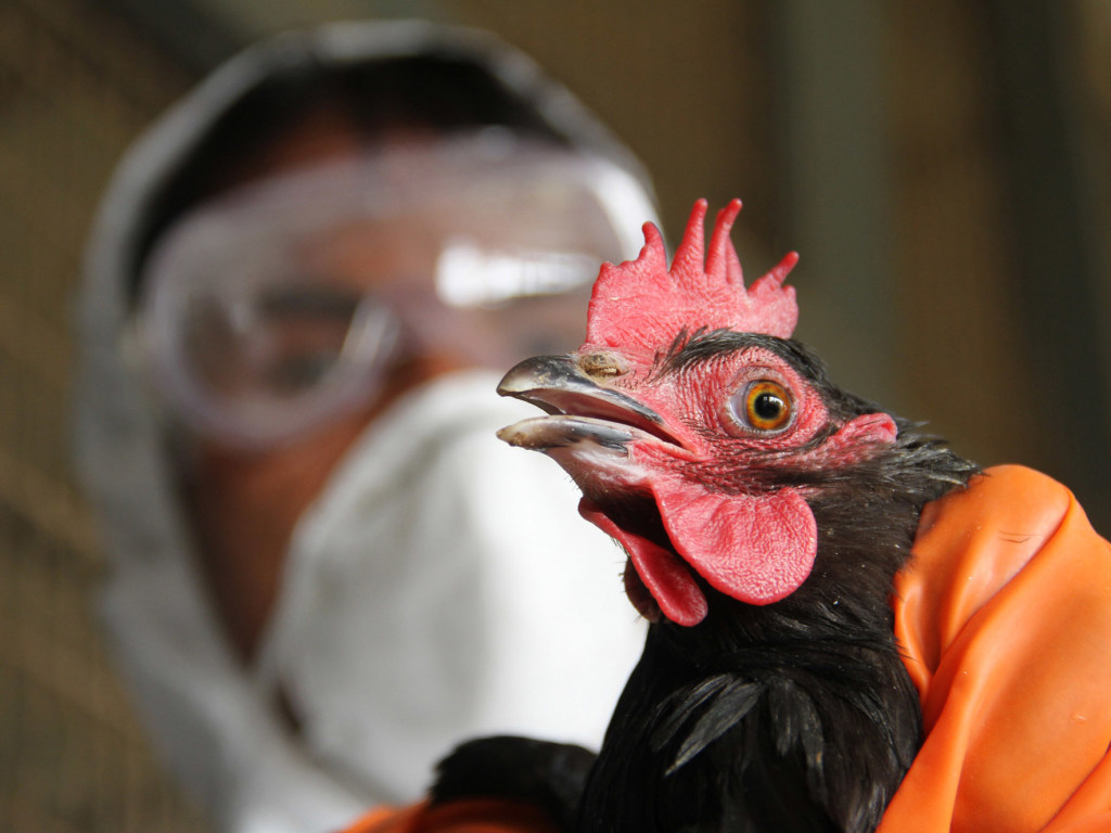 Вспышка птичьего гриппа в Украине: Эксперты рассказали детали