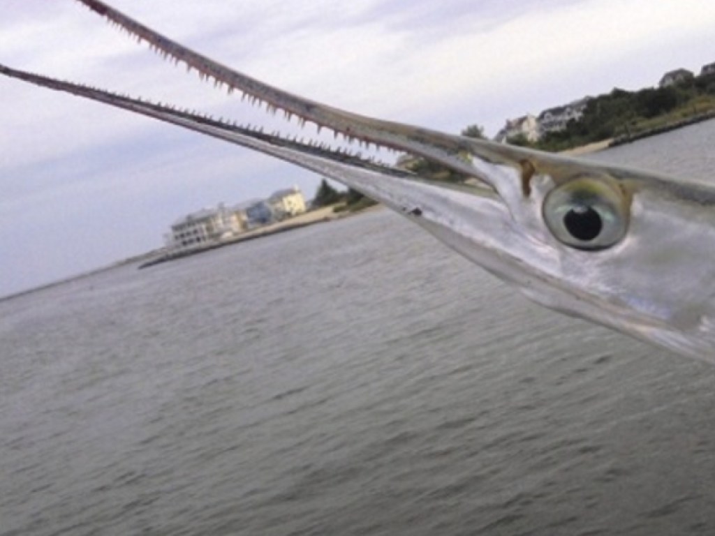 Выпрыгнула из воды: Рыба-игла проткнула шею 16-летнему подростку (ФОТО)