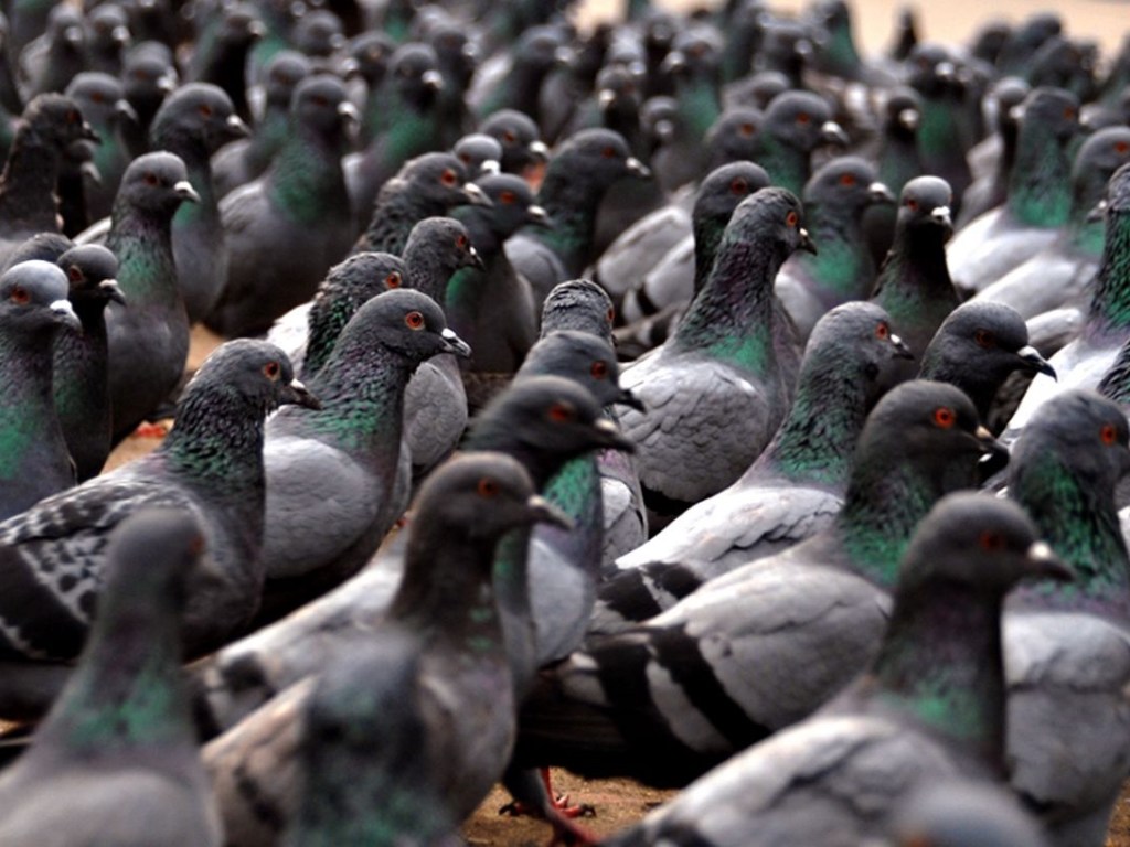Даже не шелохнутся: Жуткая стая голубей испугала прохожих (ВИДЕО)