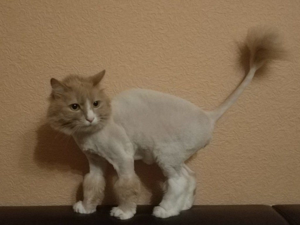 Подстригли под льва: кот с нелепой  стрижкой  рассмешил пользователей Сети (ВИДЕО)
