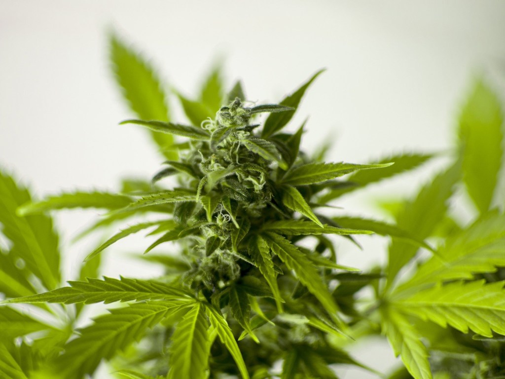 В Черкасской  области любителя марихуаны могут посадить на 5 лет