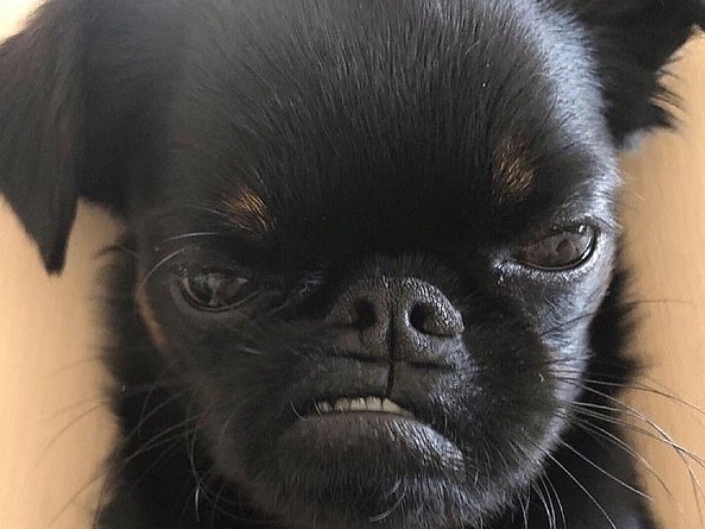Вечно «сердитый» пес стал интернет-сенсацией ( ФОТО)