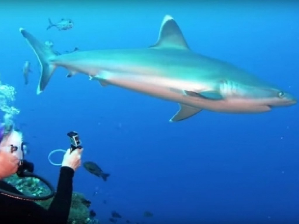 Храбрая дайверша отбилась от акулы голыми руками (ФОТО, ВИДЕО)
