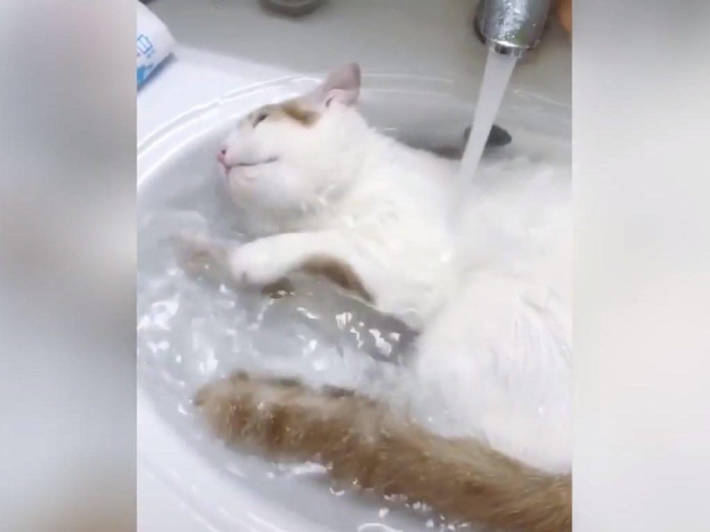 Кошка любит принимать ванну: валялась в раковине и веселила Сеть (ВИДЕО)