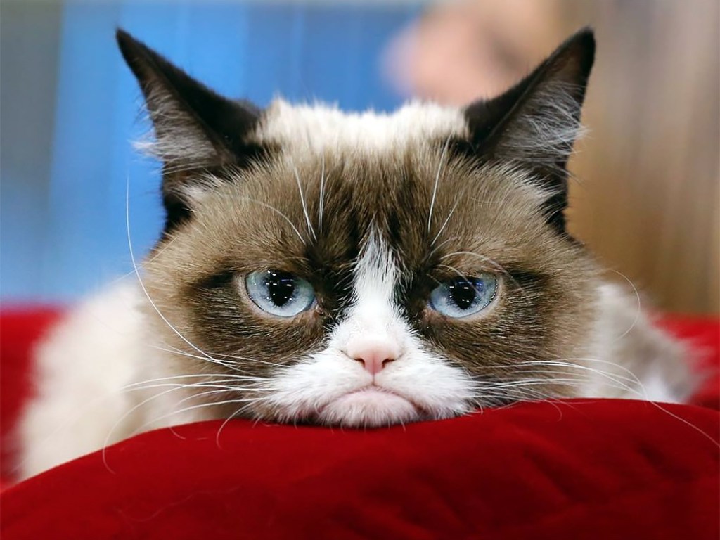 «Она стала мемом»: В Тайване нашли «реинкарнацию» известной «сердитой» кошки (ФОТО)