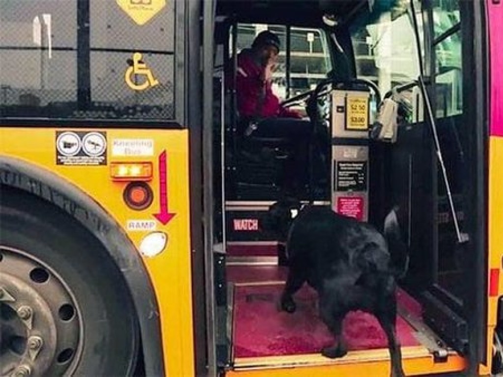 «Сама себя выгуливает»: Собака ежедневно садится в автобус и едет в парк, чтобы погулять (ФОТО)