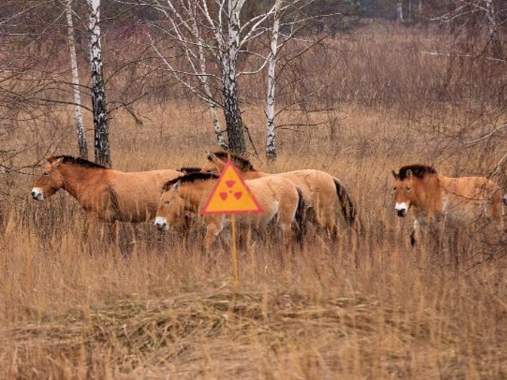 «Ничего необычного…»: в Чернобыльской зоне обнаружили редкий вид лошадей (ФОТО, ВИДЕО)