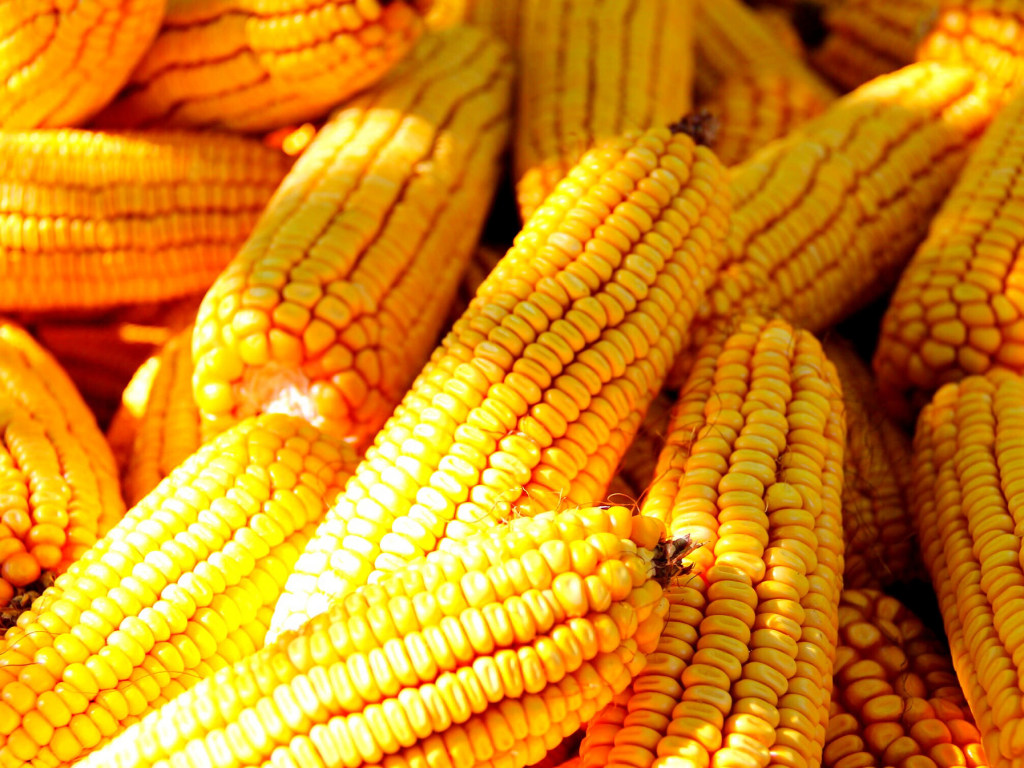 Из-за коронавируса экспорт украинской кукурузы под угрозой &#8212; аграрий