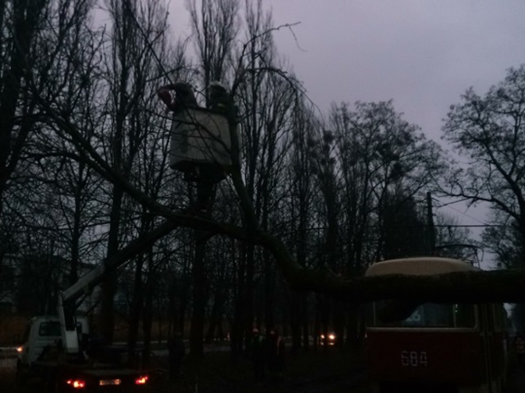 В трех районах Харькова ураганный ветер повалил деревья (ФОТО)
