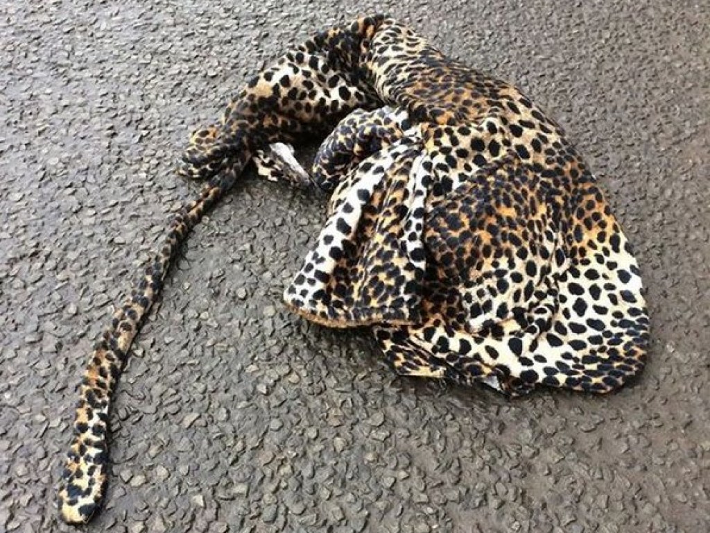 40-летний британец бросился спасать сбитого леопарда, но его ожидал сюрприз (ФОТО)