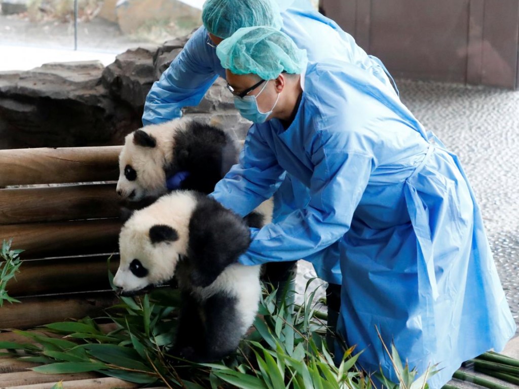 Панды-близнецы порадовали посетителей зоопарка в Берлине (ФОТО, ВИДЕО)