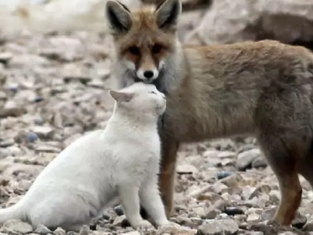 Дикая лиса влюбилась в кота: животные  покорили сердца пользователей Сети (ФОТО)