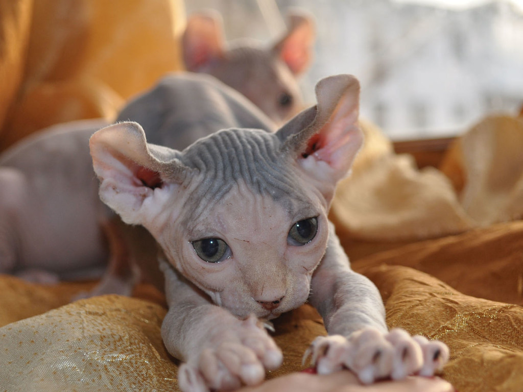 Милейшие создания: котята-сфинксы очаровали пользователей Интернета (ВИДЕО)