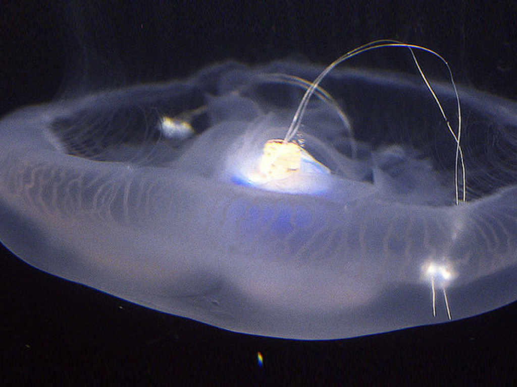 Британские ученые ради эксперимента превратили медузу в киборга (ФОТО)