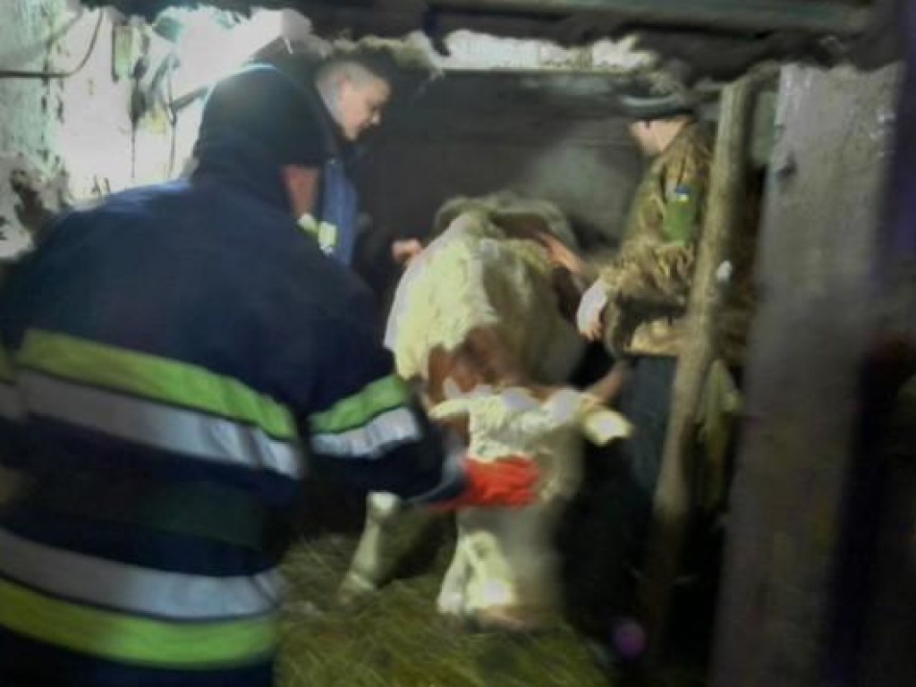 В Днепропетроской области спасли беременную корову, упавшую в кормовой желоб (ФОТО)