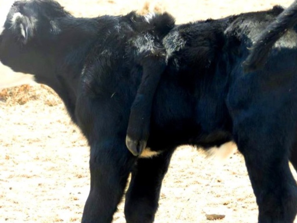 В Австралии  родился теленок с пятой ногой на спине (ФОТО)