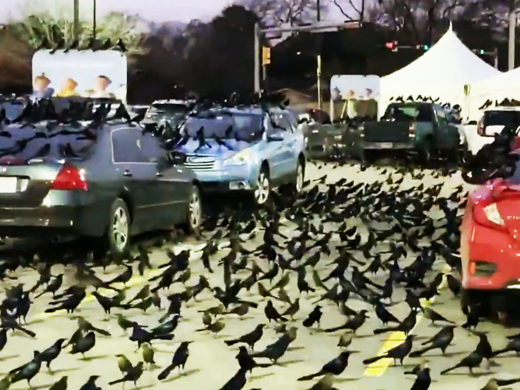 Нашествие черных птиц вызвало панику у жителей Техаса (ФОТО, ВИДЕО)