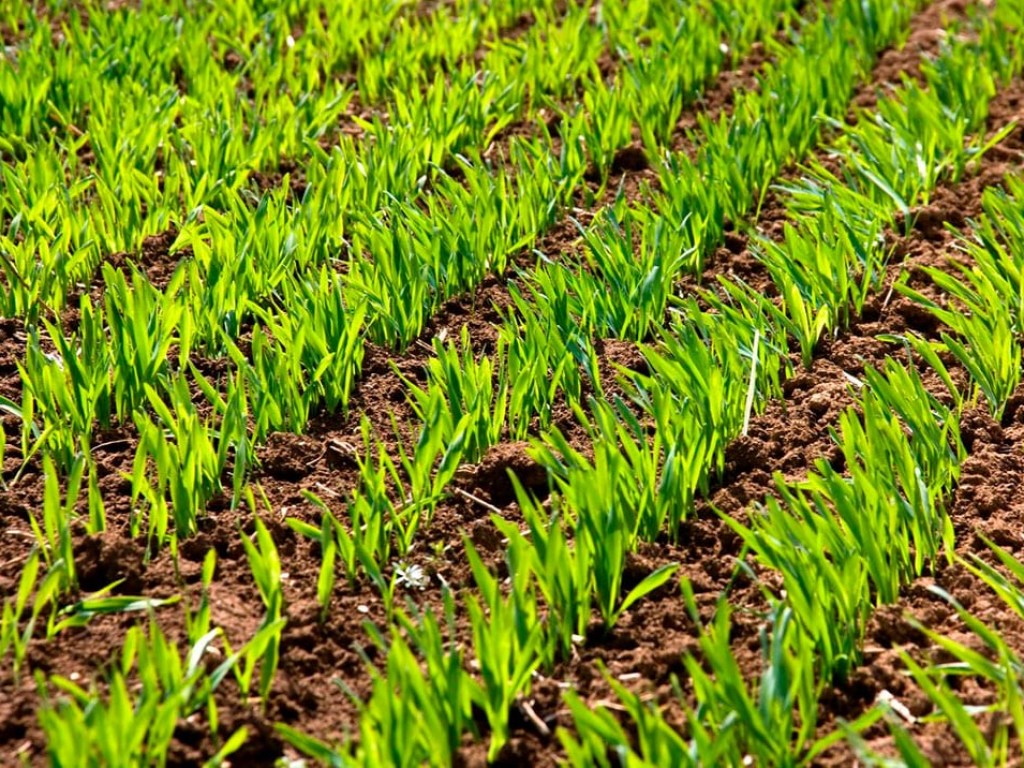 Аграрии о тёплой зиме: на Николаевщине хорошо всходит зерно, а в Хмельницкой области могут погибнуть посевы рапса