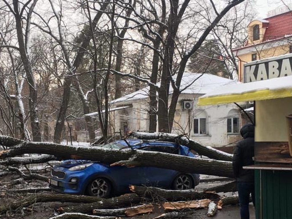 В Киеве возле станции метро «Житомирская» авто придавило деревом (ФОТО)