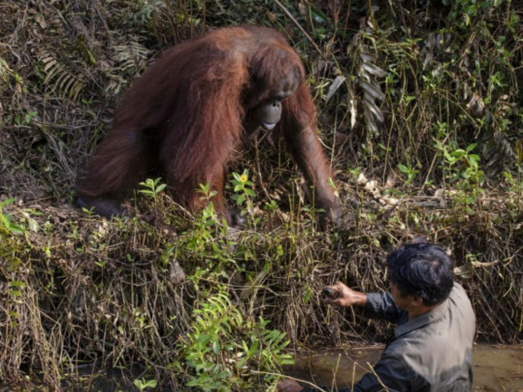 Подал руку: Орангутанг хотел помочь мужчине выбраться из реки (ФОТО)