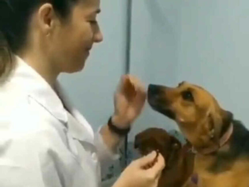 «Хороший мальчик»: взгляд собаки на ветеринара во время процедур умилил Сеть (ФОТО, ВИДЕО)