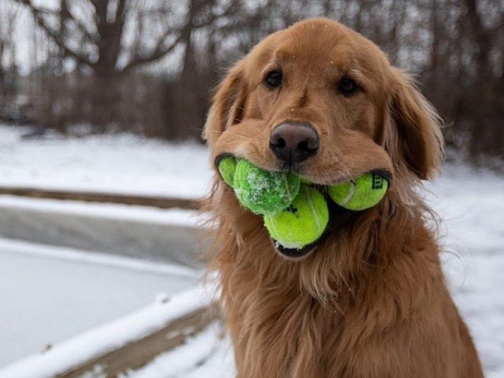 Заявка на рекорд: в США пес может взять в рот сразу шесть теннисных мячиков (ФОТО, ВИДЕО)