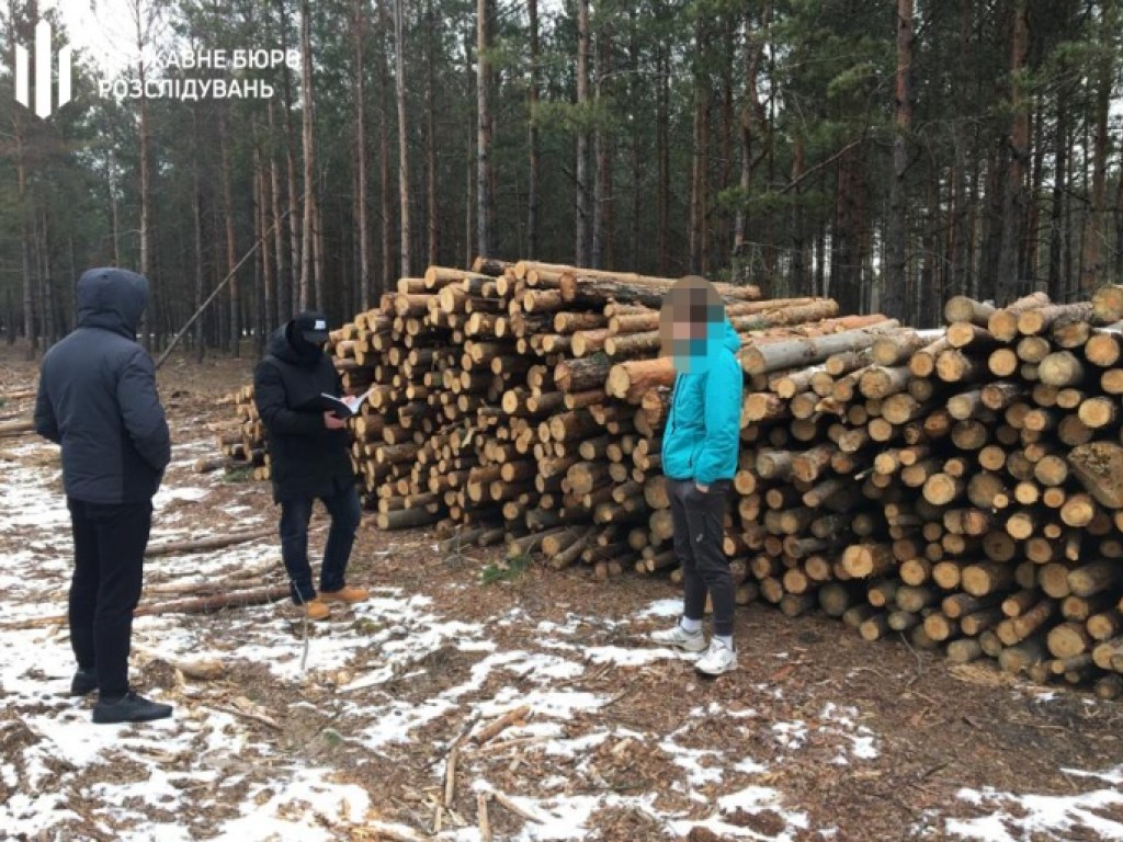 Незаконная вырубка древесины: ГБР и прокуратура проводят обыски в Гослесагентстве (ФОТО)