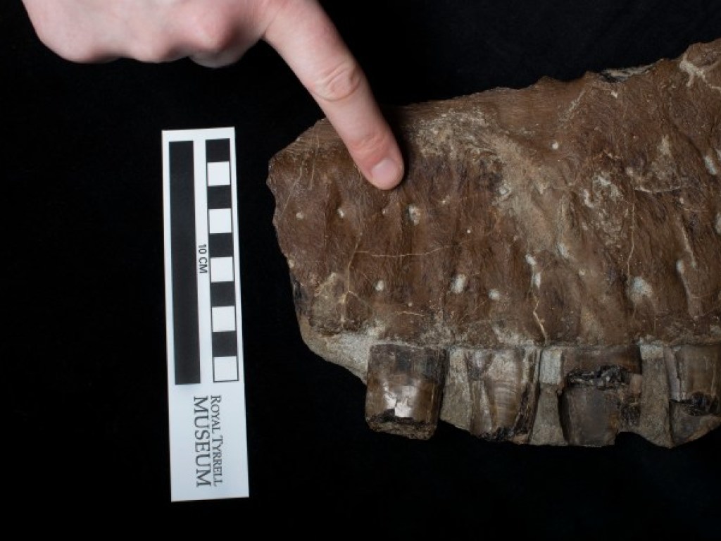 «Жнец смерти»: в Канаде ученые обнаружили новый вид тираннозавра (ФОТО)