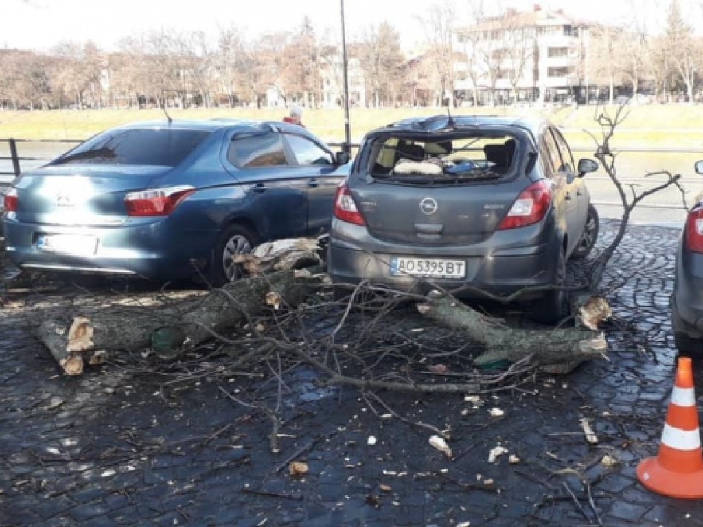 В Ужгороде ветер повалил дерево на рядом стоящие автомобили (ФОТО, ВИДЕО)
