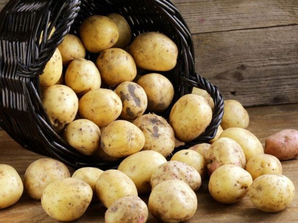 Эксперт рассказала о сложностях выхода производителей картофеля на европейский рынок