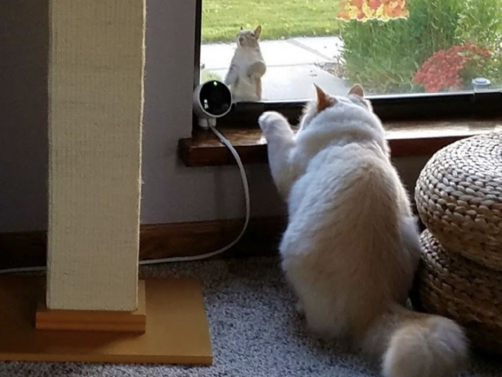 Кот каждый день садится у окна и начинают происходить необъяснимые вещи (ФОТО)