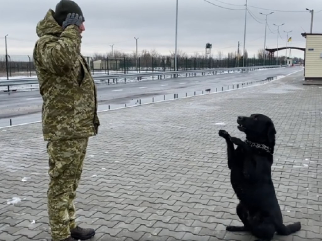 Пес пограничников научился отвечать на приветствие «Слава Украине» (ФОТО, ВИДЕО)