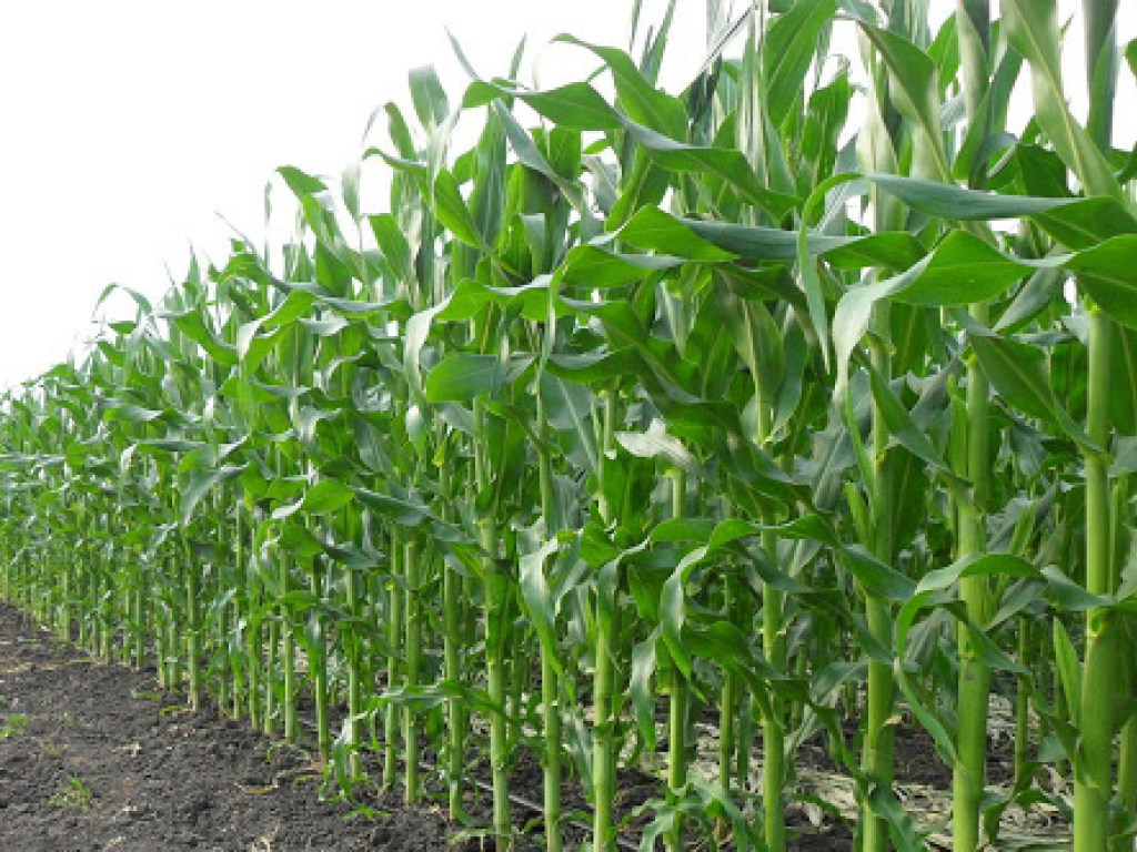 «Выйдешь за меня?»: Фермер предложил девушке руку и сердце, высадив кукурузу в форме фразы на поле (ФОТО)