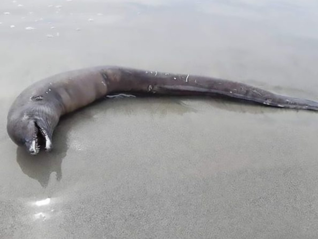 На мексиканском пляже нашли безглазое существо с головой дельфина (ФОТО)
