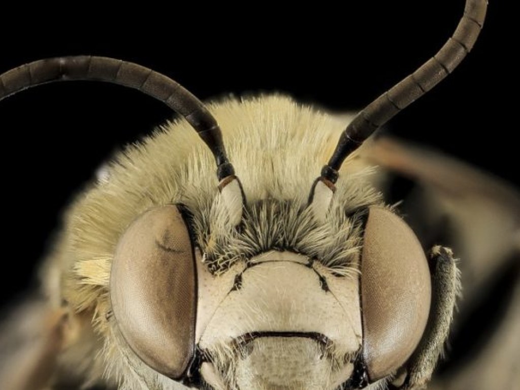 Ученые обнаружили в куске янтаря пчелу возрастом сто миллионов лет