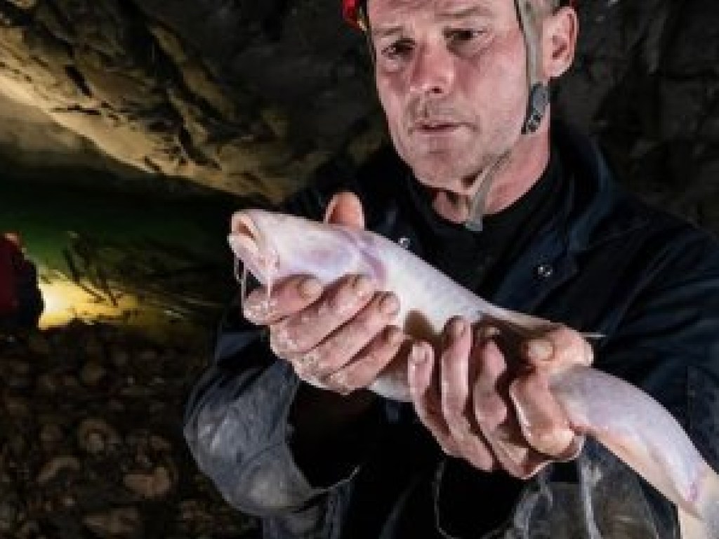 Британские биологи обнаружили в Индии крупнейшую в мире пещерную рыбу (ФОТО)