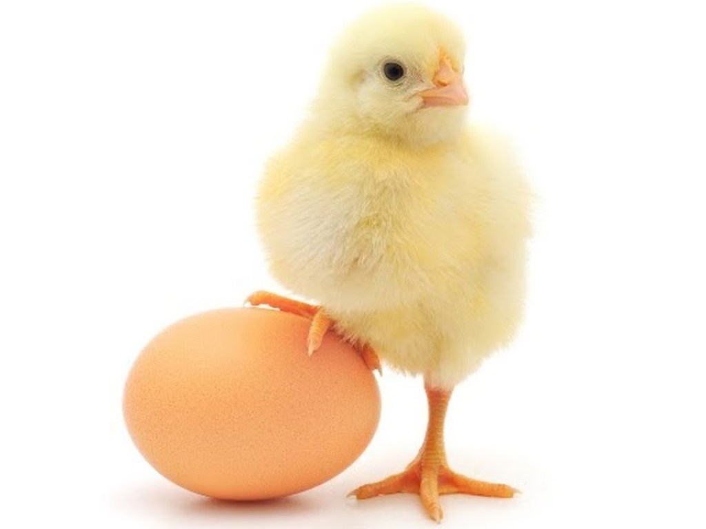 «Что появилось раньше курица или яйцо?»: британские исследователи ответили на вопрос