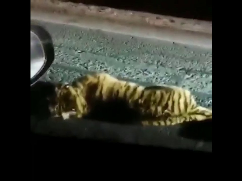 В России автобус насмерть сбил амурского тигра (ВИДЕО)