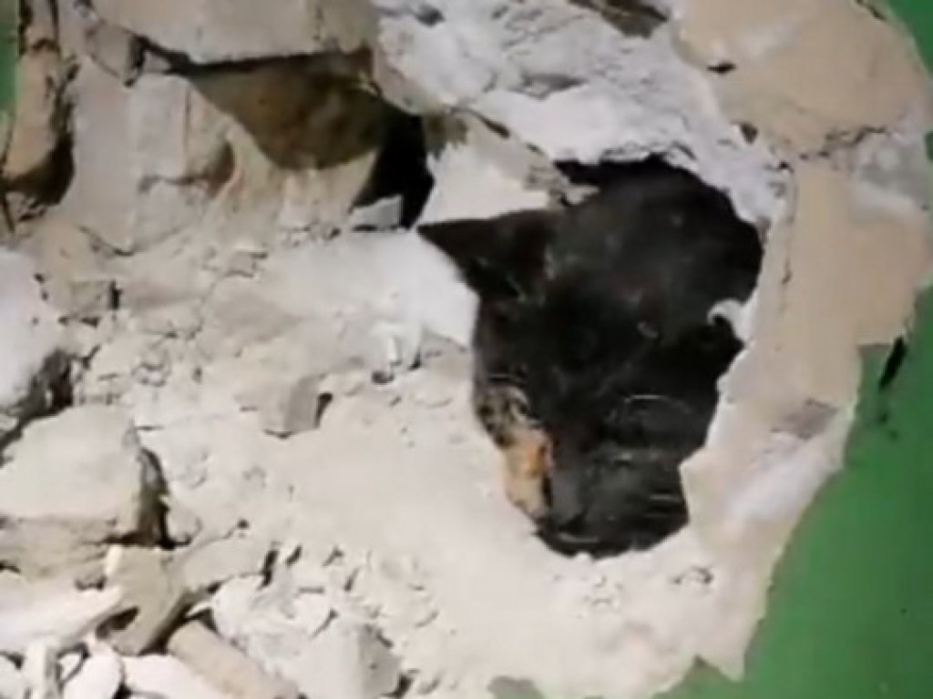 Под Киевом спасли кошку, которая 10 дней просидела в вентиляционной шахте (ВИДЕО)