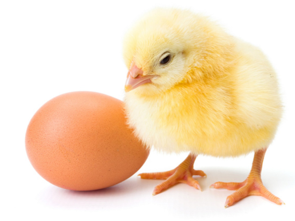 Эксперты рассказали о вреде и пользе ежедневного употребления яиц