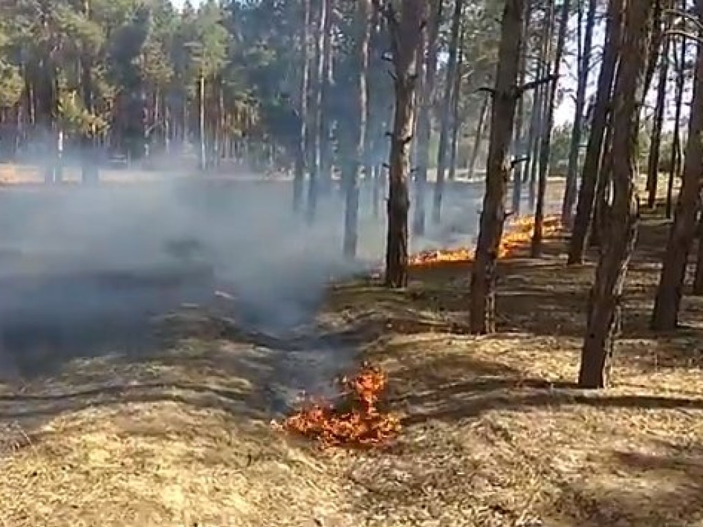 В лесу под Николаевом произошел пожар (ФОТО)