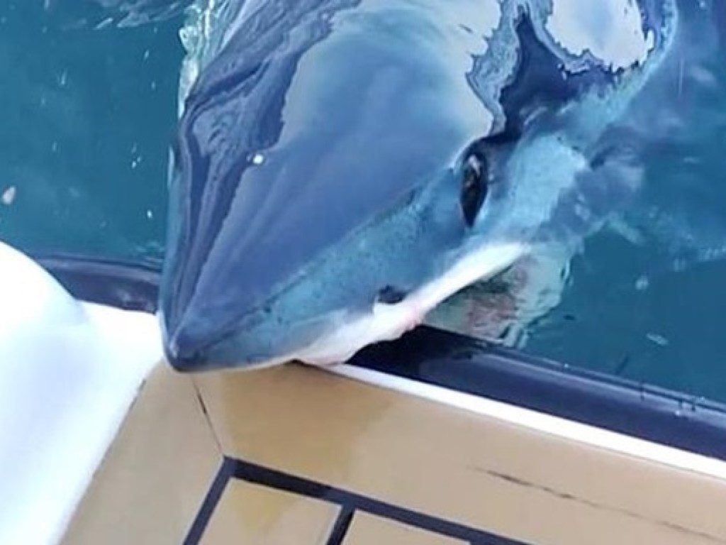 В водах Новой Зеландии акула решила отобедать дорогостоящей яхтой (ФОТО, ВИДЕО)