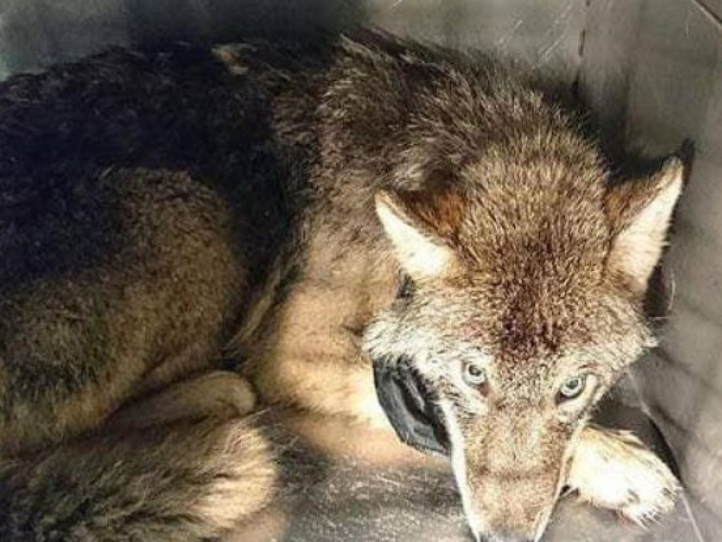 Эстонские рабочие в реке спасли тонувшую собаку, которая оказалась волком (ФОТО)