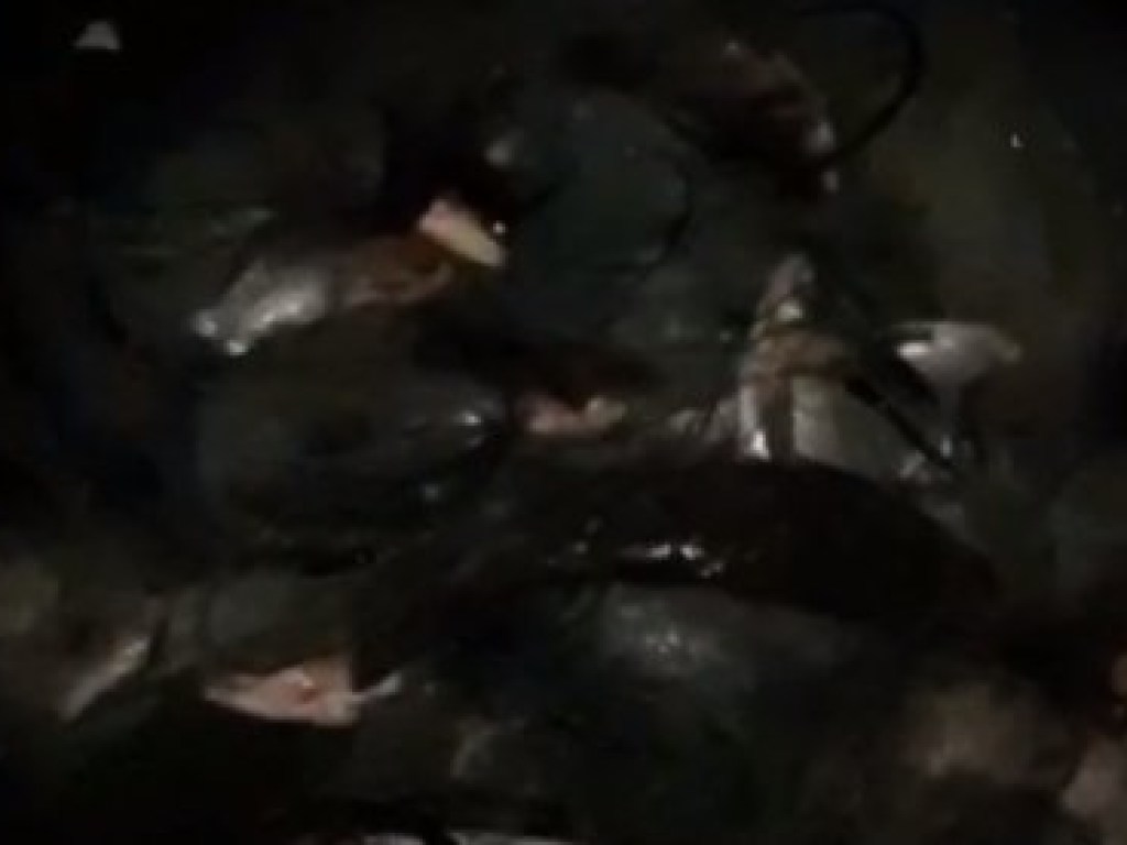 На Николаевщине поймали браконьера с 184 кг рыбы (ФОТО, ВИДЕО)