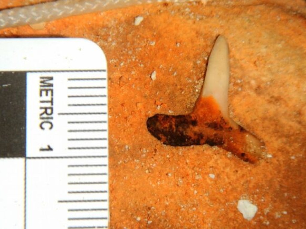 В Мексике откопали зубы древней огромной акулы (ФОТО)