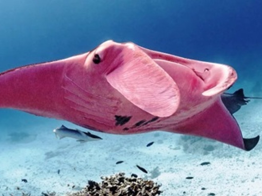 «Незабываемая встреча»: фотограф показал снимки единственного в мире розового ската (ФОТО)