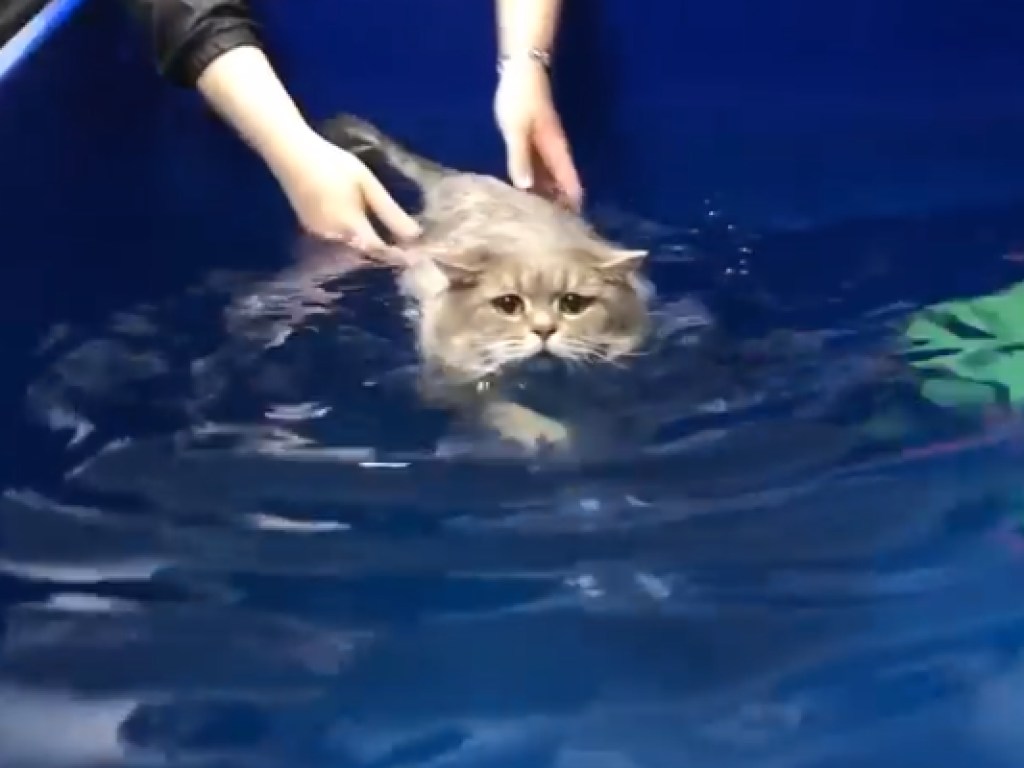 Плавал в бассейне и делал упражнения: в Сети показали историю похудения толстого кота из Днепра (ВИДЕО)